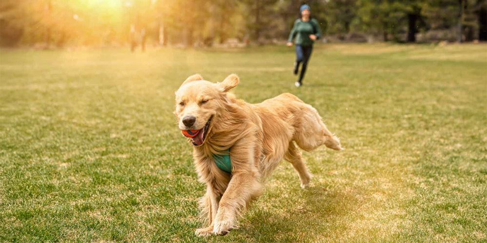 Walks & Adventurers