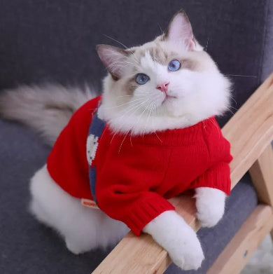 autumn winter pet sweater on a stylish cat with blue eyes sitting comfortably on a chair.
