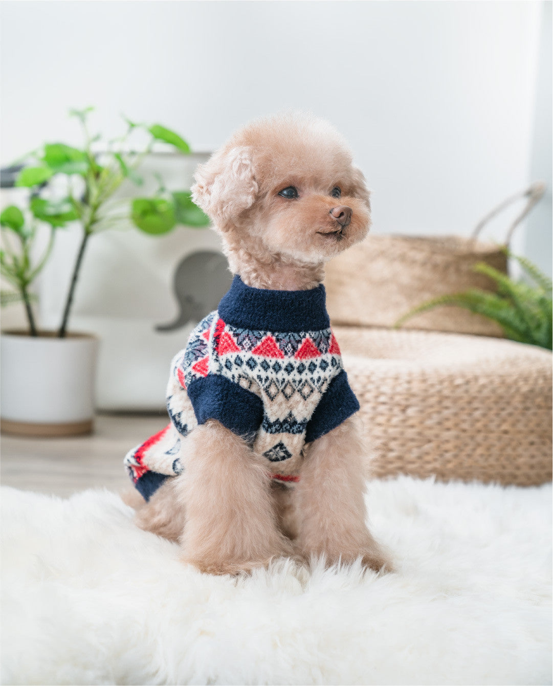 Creative Pattern Velvet Teddy Clothes stylish look