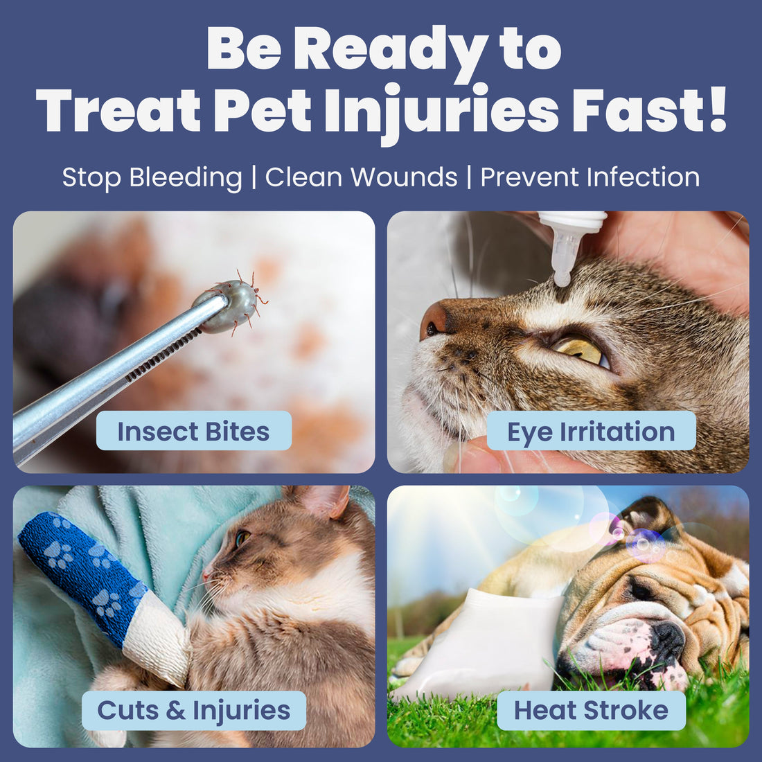 Collage of pet care scenarios with text on a blue background