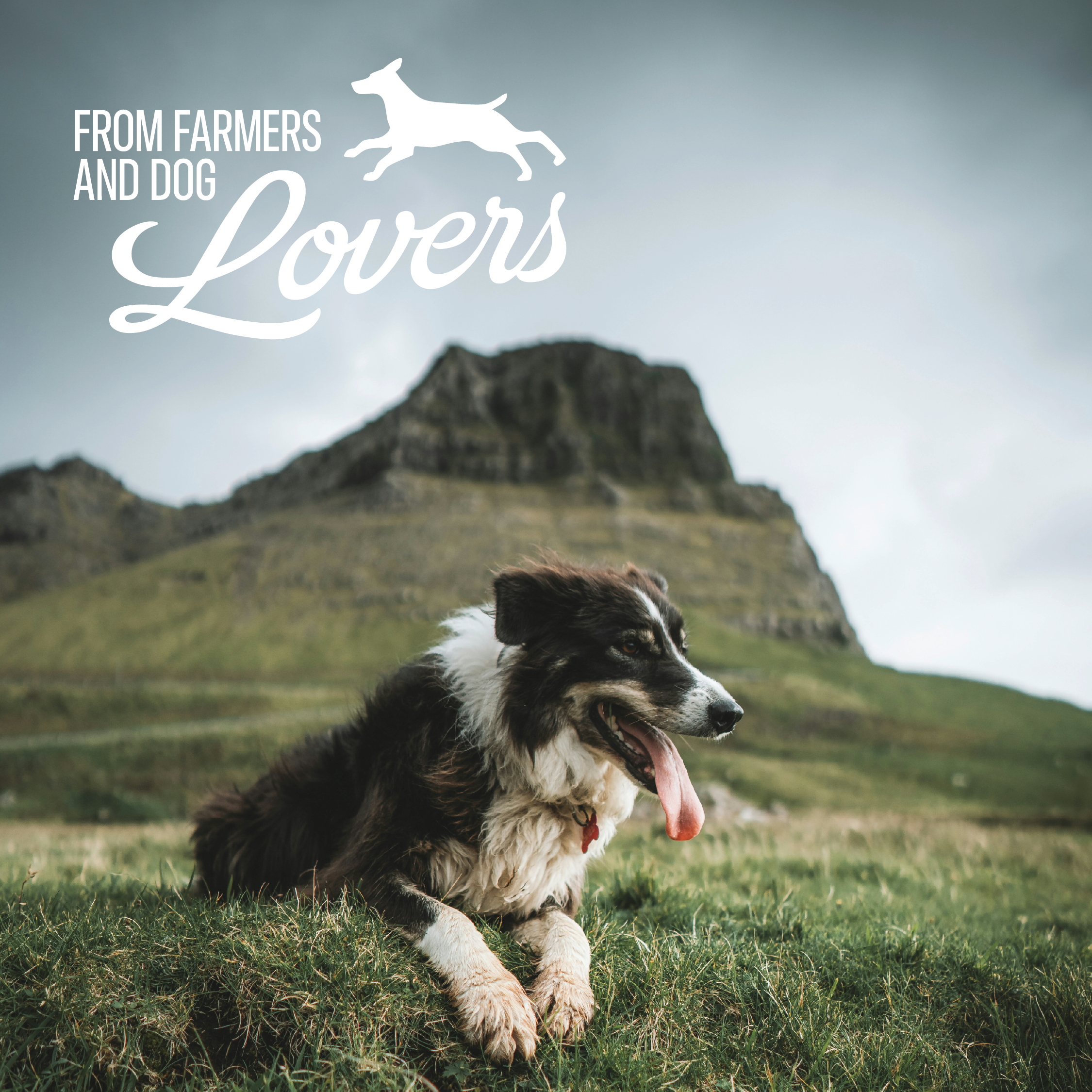 Dog lying on grass with mountains in the background and 'Farmers and Dog Lovers' text.