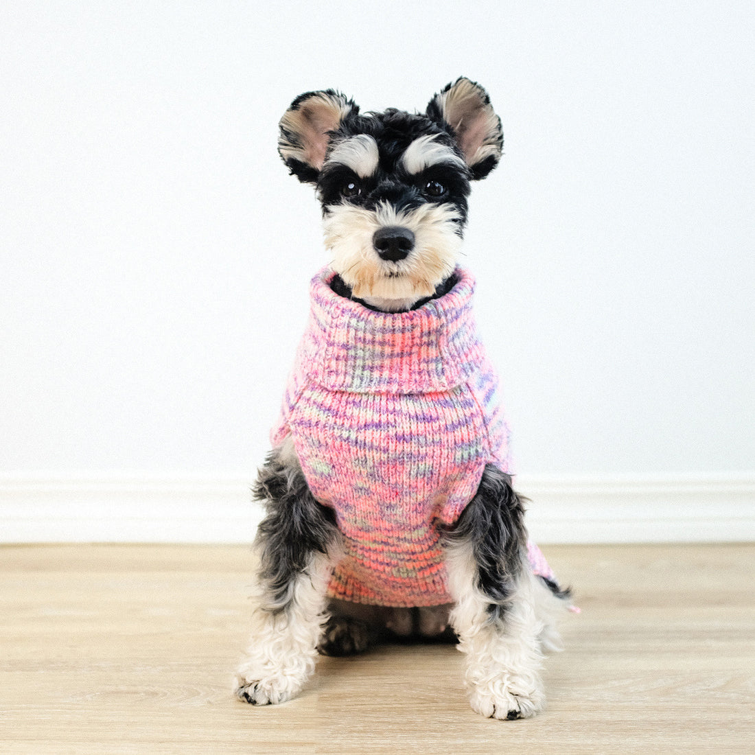 Dyed purple pet sweater on a cute dog, showcasing cozy knitted comfort for furry friends.