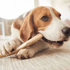 Grass-Fed Bully Sticks for Dogs – Natural Long-Lasting Dog Chews