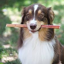 Grass-Fed Bully Sticks for Dogs – Natural Long-Lasting Dog Chews
