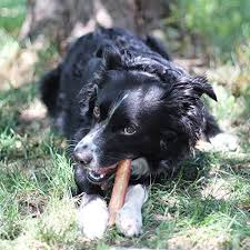 Grass-Fed Bully Sticks for Dogs – Natural Long-Lasting Dog Chews
