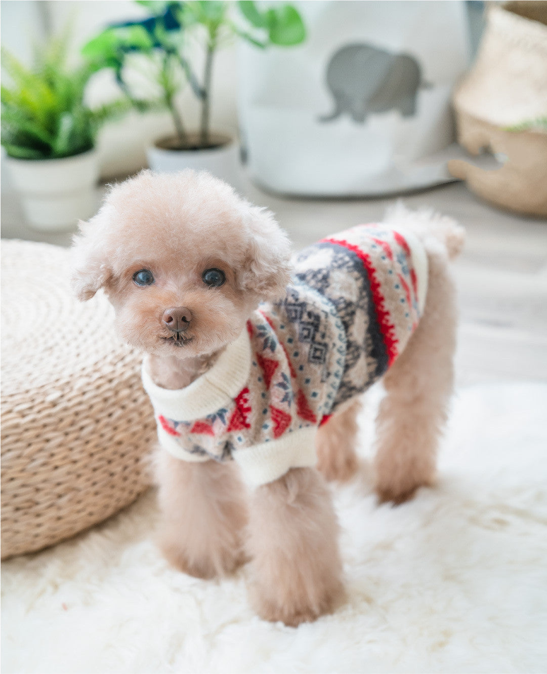 Creative Pattern Velvet Teddy Clothes cozy fit