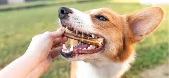 Grass-Fed Bully Sticks for Dogs – Natural Long-Lasting Dog Chews