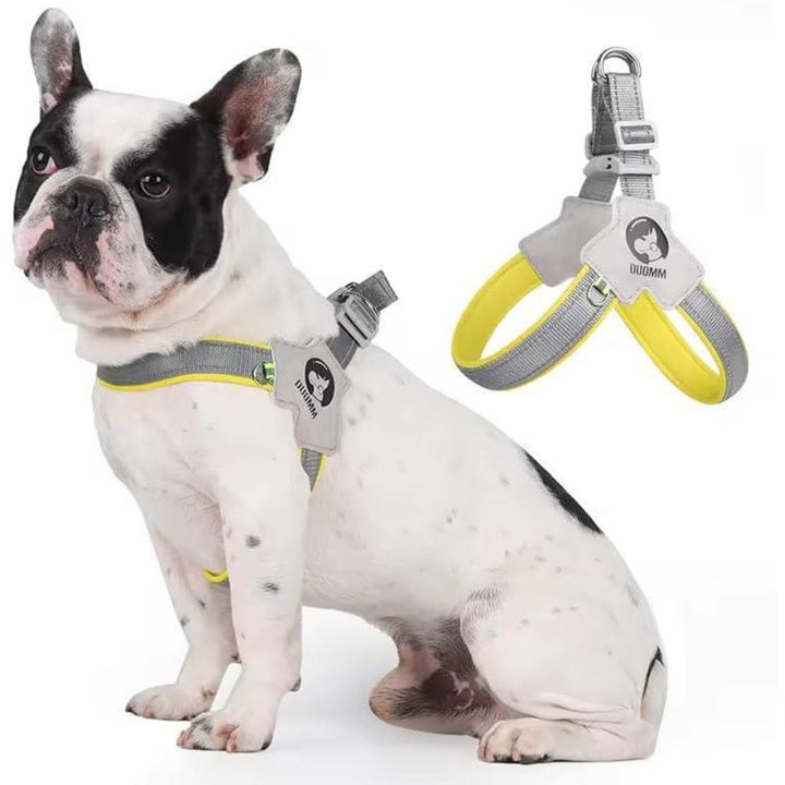 Dog wearing a harness and leash set on a white background
